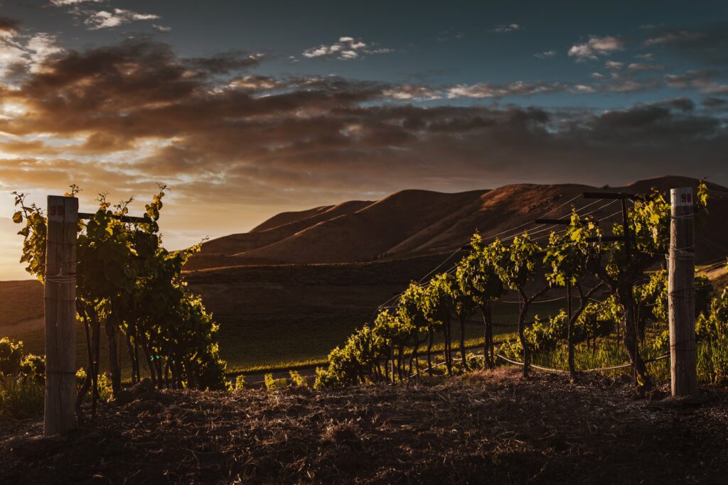 Vinícolas no Vale de Casablanca